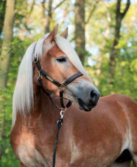 De paarden van CAP: speciaal opgeleide therapiepaarden ontmoet Ayla