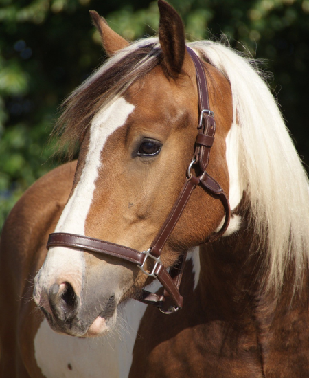 De paarden van CAP: speciaal opgeleide therapiepaarden.