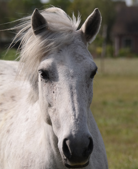 De paarden van CAP: speciaal opgeleide therapiepaarden ontmoet Chanel