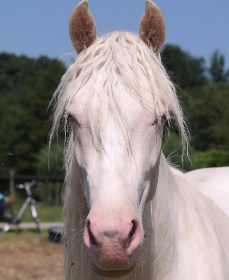 De paarden van CAP: speciaal opgeleide therapiepaarden ontmoet Lune