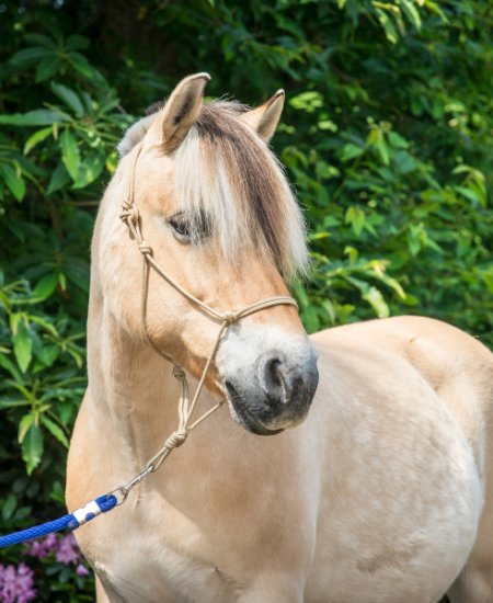 De paarden van CAP: speciaal opgeleide therapiepaarden.