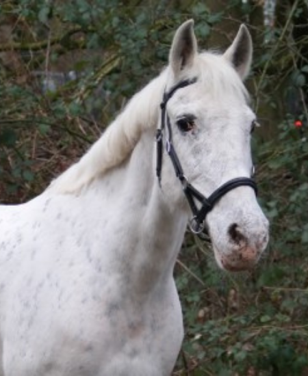 De paarden van CAP: speciaal opgeleide therapiepaarden ontmoet Pippi